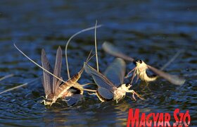 Elvirágzott a Tisza