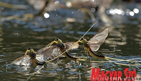 Elvirágzott a Tisza