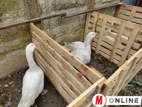 Libanapok Tiszaszentmiklóson