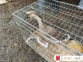 Libanapok Tiszaszentmiklóson