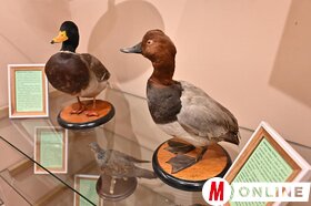 Maja Gojković és dr. Juhász Bálint látogatása a Vajdasági Vadászszövetség múzeumában Újvidéken