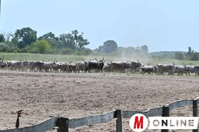 Pünkösdi Csikósverseny Bugacpusztán