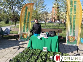 Virágpiac Topolya Tavasz