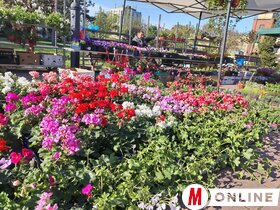 Virágpiac Topolya Tavasz