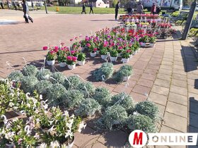 Virágpiac Topolya Tavasz