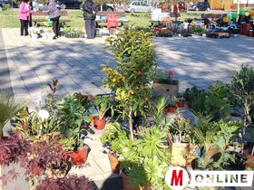 Virágpiac Topolya Tavasz