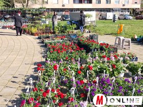 Virágpiac Topolya Tavasz