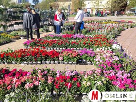 Virágpiac Topolya Tavasz