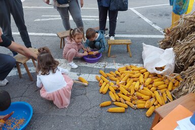 Ki tud kukoricát morzsolni?, fotó: Puskás Károly