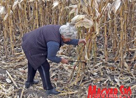 Kukoricamóva Felsőhegyen