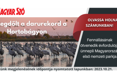 Magyar Szó Online