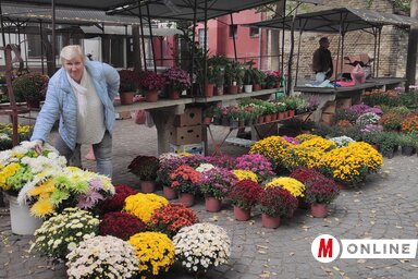 A cserepes krizantémok ára változó a zentai piacon (Horváth Attila  felvétele)
