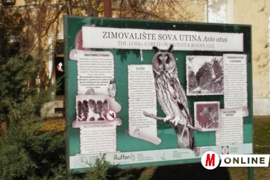 A város területén számos ismeretterjesztő plakátot helyeztek el az erdei fülesbaglyokról (Fotó: Vidács Hajnalka)