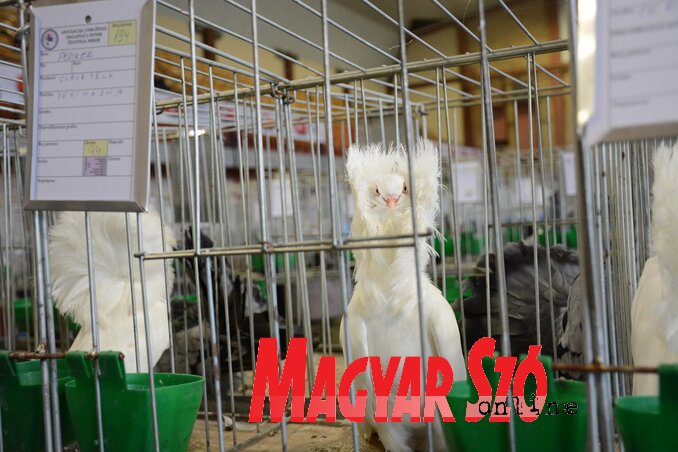 Paraczky László felvétele Paraczky László felvétele
