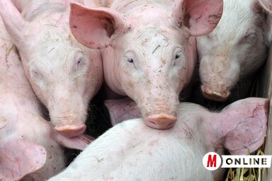 Ótos András felvétele