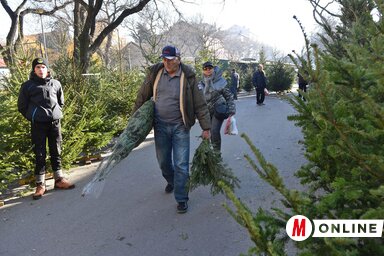 A nagyobb forgalmat az elkövetkező napokra várják a fenyőárusok / Molnár Edvárd felvétele