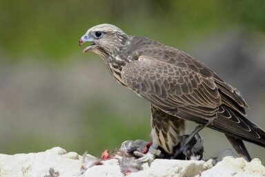 Magyar Madártani és Természetvédelmi Egyesület