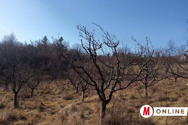 Barackos télen (Fotó: Paraczky László)