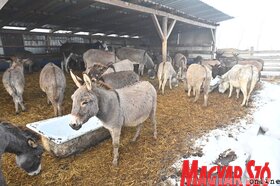 Kabolon etetik a kimentett jószágokat