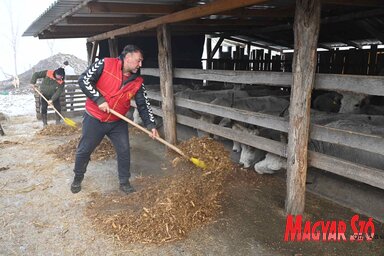 Kabolon etetik a kimentett jószágokat