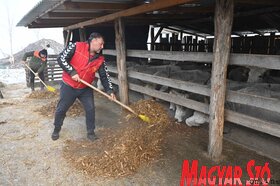 Kabolon etetik a kimentett jószágokat