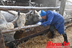 Kabolon etetik a kimentett jószágokat