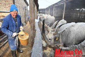 Kabolon etetik a kimentett jószágokat