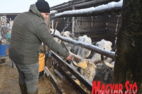 Kabolon etetik a kimentett jószágokat