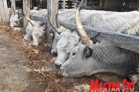 Kabolon etetik a kimentett jószágokat