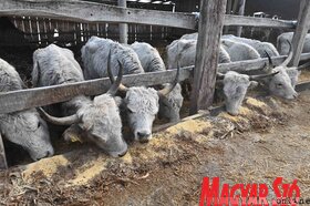 Kabolon etetik a kimentett jószágokat