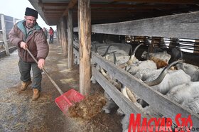 Kabolon etetik a kimentett jószágokat