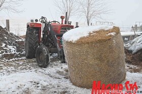 Kabolon etetik a kimentett jószágokat