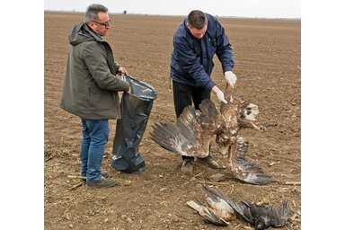 Twitter/@BirdLifeSerbia