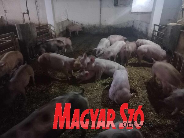A jószágok mintegy hetven százalékát saját farmon tenyésztik (Kancsár Izabella felvétele) A jószágok mintegy hetven százalékát saját farmon tenyésztik (Kancsár Izabella felvétele)