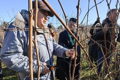 Sinka Ferenc borász metszette meg a szőlőt (Fotó: Pesevszki Evelyn)