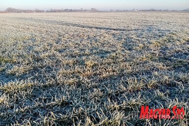 A búza egyelőre jól tűri az erősebb éjszakai fagyokat is (Fotó: Paraczky László)