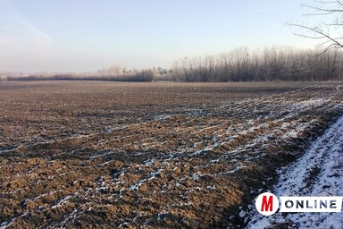 Szántással megakadályozható a rágcsálók túlszaporodása / Benedek Miklós felvétele