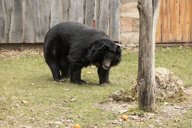 A győri Xantus János Állatkert örvös medvéje (Fotó: MTI)