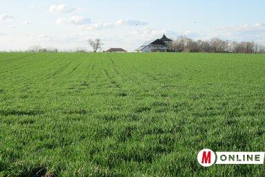 A búza is fejlettebb az ilyenkor megszokottnál / Tóth Péter felvétele