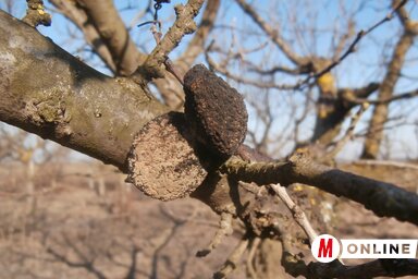 A betegség jelentős fertőzési forrásai a gyümölcsmúmiák, ezért metszéskor a fán maradtakat el kell távolítani (Fotó: Paraczky László)