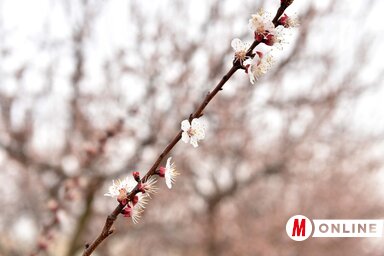 A virágruhába bújt fák szemet gyönyörködtető látványt nyújtanak / Molnár Edvárd felvétele