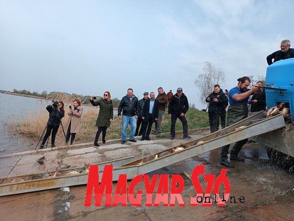 Néhány másodperc alatt két tonna kétéves ponttyal gazdagodott a Topolyai-tó halállománya / Kazinczy Paszterkó Diana felvétele