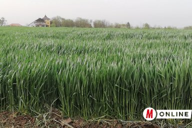 Jól fejlettek az ősszel elvetett gabonafélék (Tóth Péter felvétele)