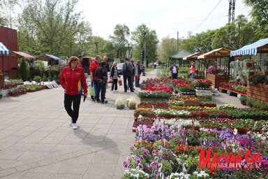 Minden évben megszervezik a Virágfesztivált Bégaszentgyörgyön (Fotó: Vidács Hajnalka / archív)