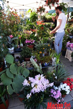 Virágpiac Újvidéken
