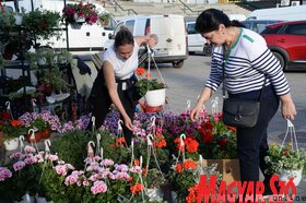 Virágpiac Újvidéken