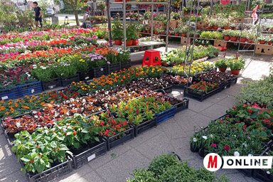 Egész nap várja a látogatóit a bégaszentgyörgyi virágpiac (Fotó: Vidács Hajnalka)