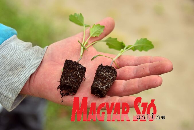 A karalábépalánták átültetés előtt (Fotó: Molnár Edvárd felvétele)