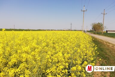 Idén hetekkel korábban virágzott a repce / Tóth Péter felvétele