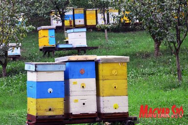 A méhészek egy-egy költöztetésekor csaknem 12 ezer dinárt takarítanak meg (Fotó: Dávid Csilla illusztrációja)